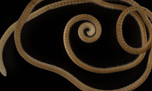 Forscher entdecken erste Tausendfüßerart mit mehr als tausend Füßen