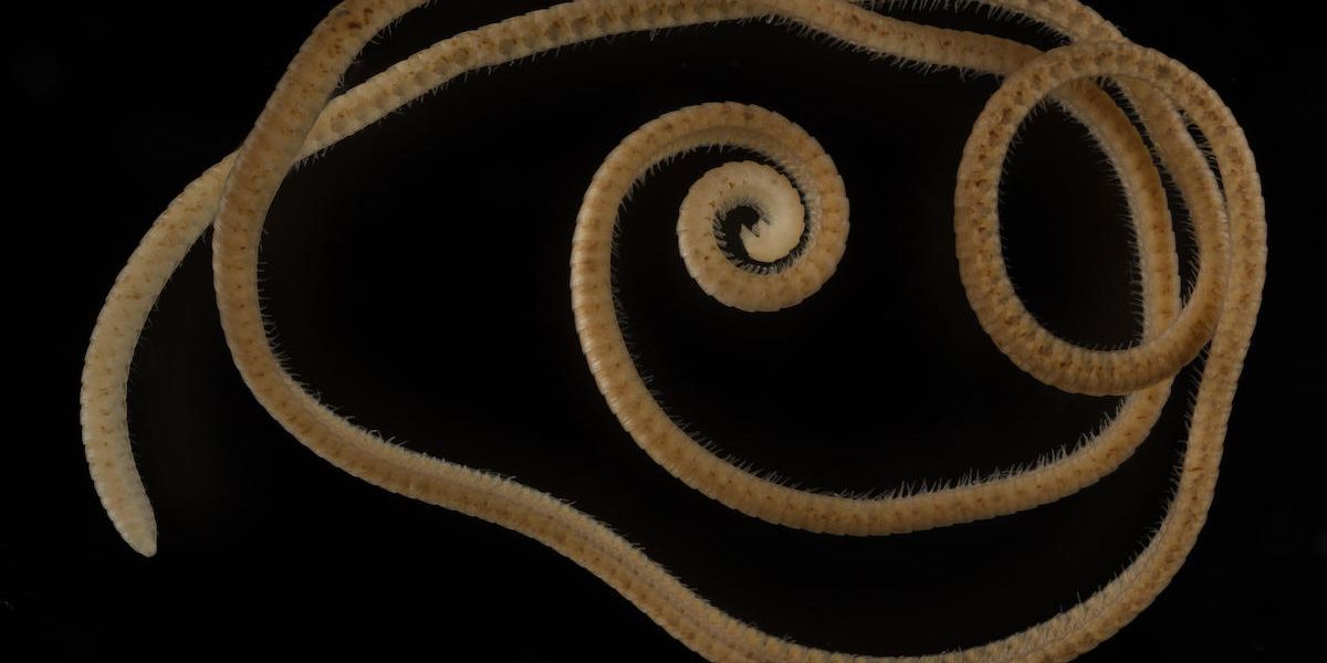 Forscher entdecken erste Tausendfüßerart mit mehr als tausend Füßen