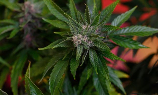 Diskussion um Cannabis hemmt mögliche Therapieerfolge in der Medizin