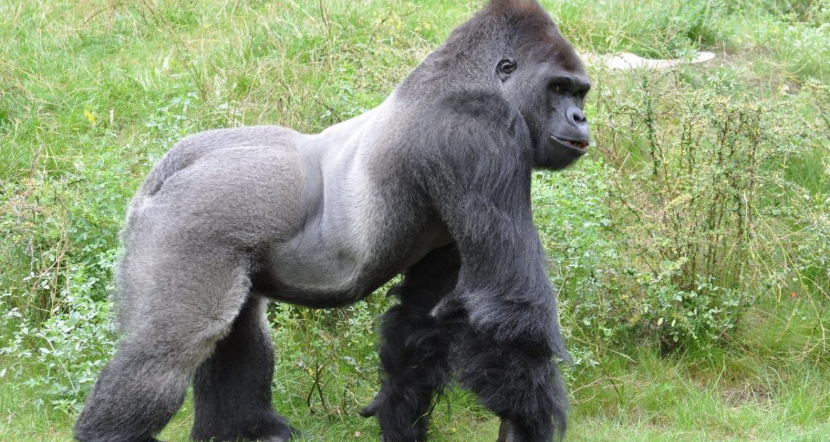 Microservices: Kong Gateway 2.7 erweitert die Gruppenkonzepte