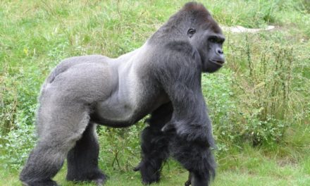 Microservices: Kong Gateway 2.7 erweitert die Gruppenkonzepte