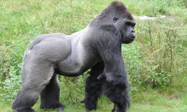 Microservices: Kong Gateway 2.7 erweitert die Gruppenkonzepte