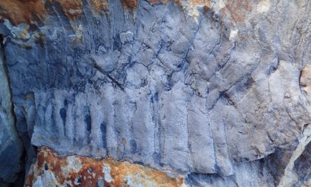 Riesentausendfüßer stellt sich als größter Insektenverwandter aller Zeiten heraus