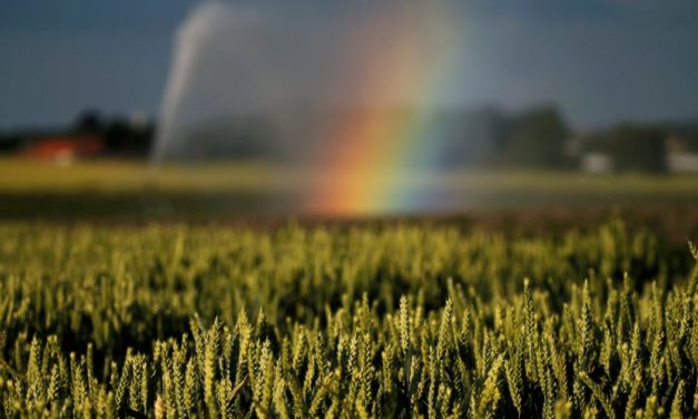Bauern ernteten 2021 weniger Weizen und Erdäpfel, aber mehr Mais