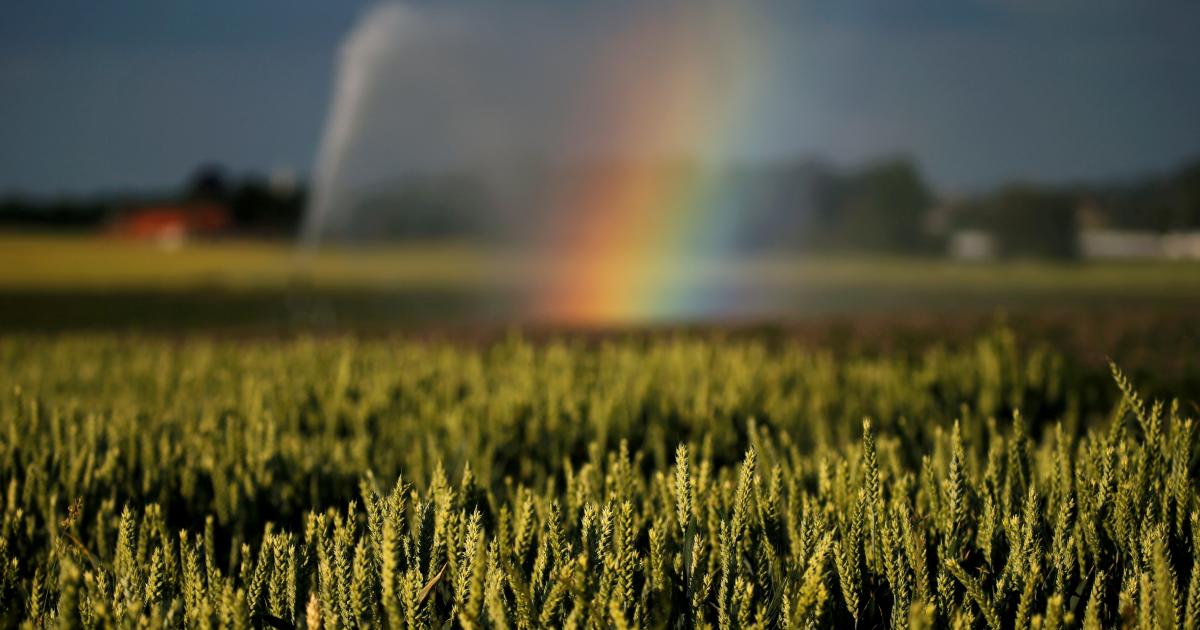 Bauern ernteten 2021 weniger Weizen und Erdäpfel, aber mehr Mais