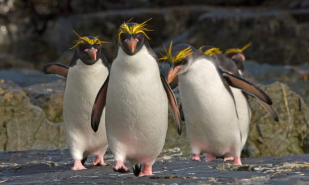Modellpflege: Linux-Distribution Debian liegt in Version 11.2 (Bullseye) vor