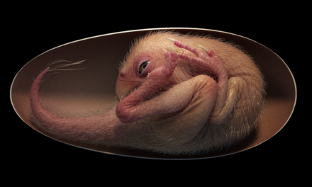 Dinosaurier-Embryo im Ei gewährt neue Einblicke