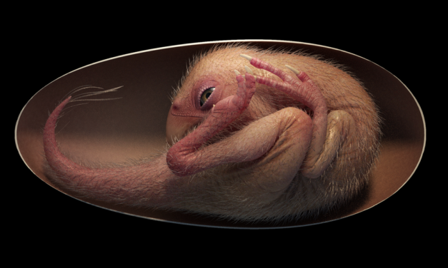 Dinosaurier-Embryo im Ei gewährt neue Einblicke