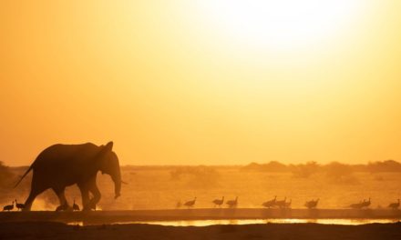 Männliche Elefanten sind sanfter, wenn ältere Männchen in der Nähe sind