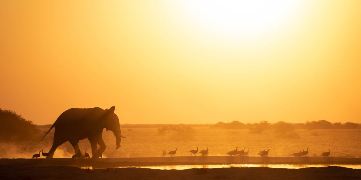 Männliche Elefanten sind sanfter, wenn ältere Männchen in der Nähe sind