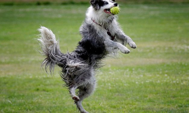 Hunde erkennen, wenn im Film die Gesetze der Physik verletzt werden