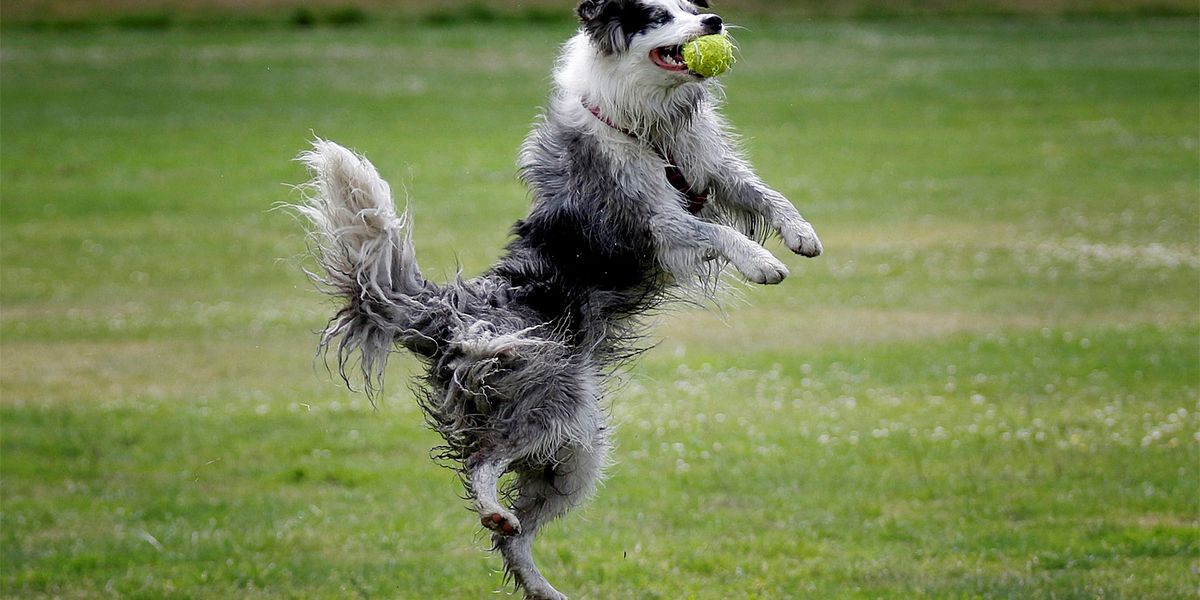 Hunde erkennen, wenn im Film die Gesetze der Physik verletzt werden