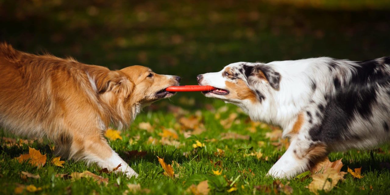 Social Media Schlammschlacht bei Shiba Inu | BTC-ECHO