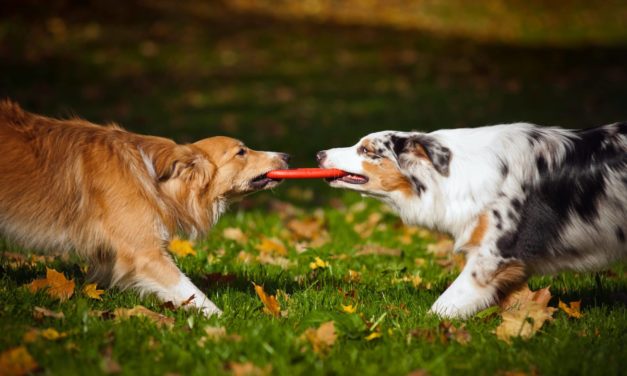 Social Media Schlammschlacht bei Shiba Inu | BTC-ECHO