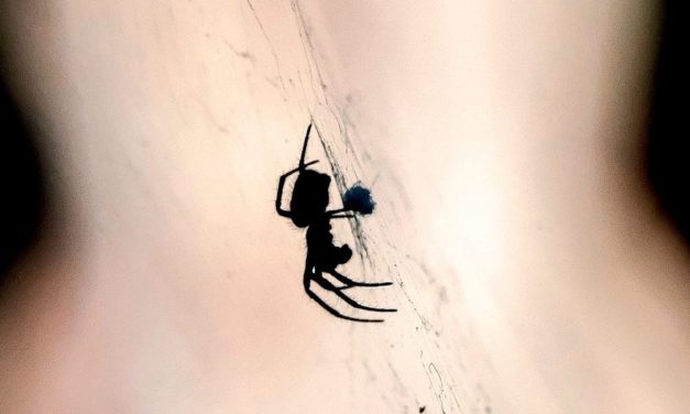 Männlichkeits-Supergen macht Zwergspinnen zu Koryphäen der Fortpflanzung