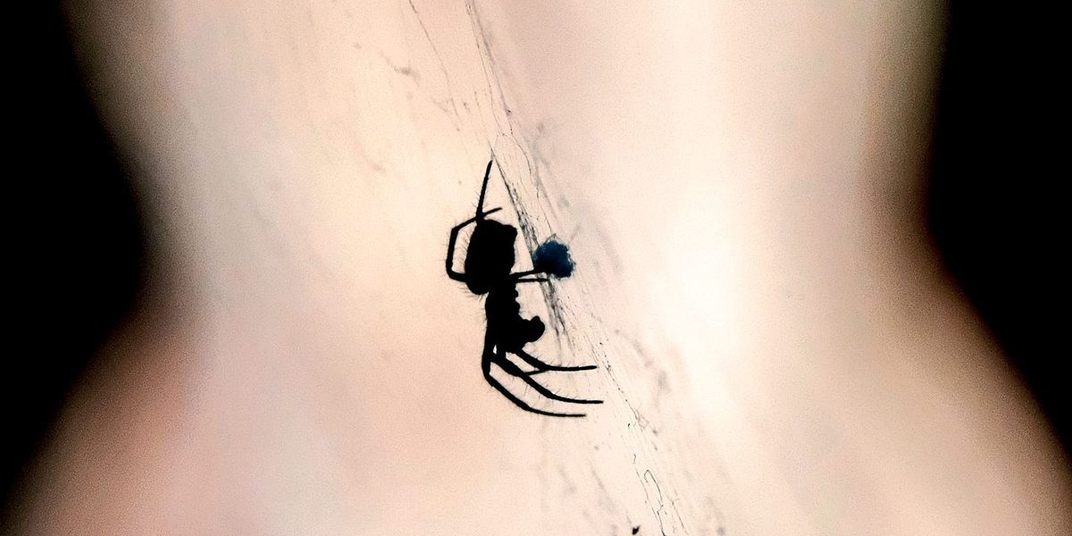 Männlichkeits-Supergen macht Zwergspinnen zu Koryphäen der Fortpflanzung