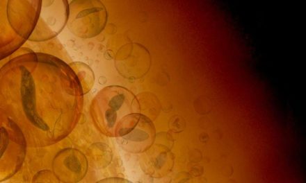 Wo und wie Leben auf der Venus möglich wäre