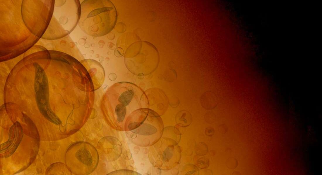 Wo und wie Leben auf der Venus möglich wäre