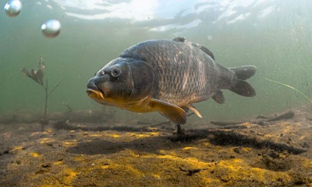 Ein Plädoyer für den Karpfen – nicht nur zu Weihnachten