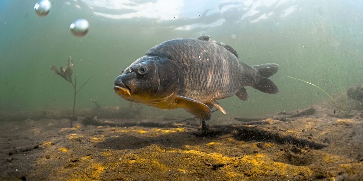 Ein Plädoyer für den Karpfen – nicht nur zu Weihnachten