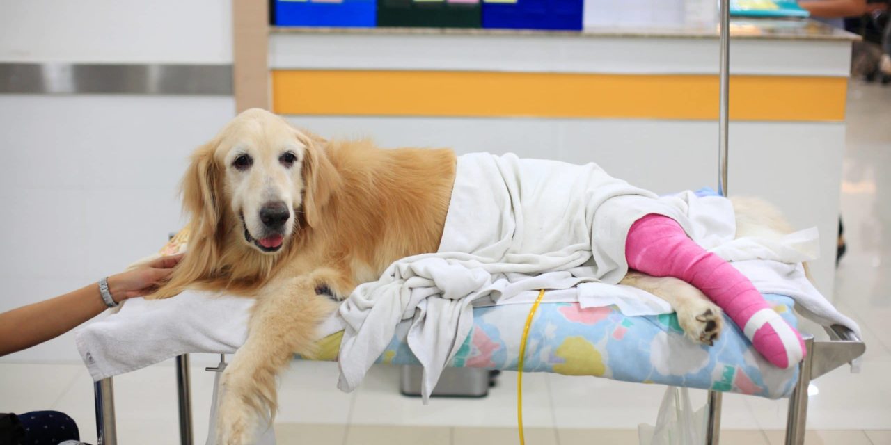 El Salvadors Präsident Bukele: „Game over für Fiat Bitcoin ist die Zukunft“