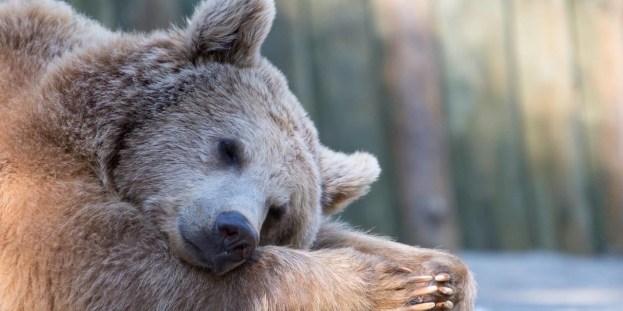 Der Markt, der niemals schläft: Bitcoin korrigiert