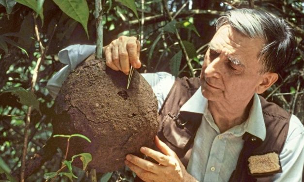 Pionier der Evolutionsbiologie Edward O. Wilson gestorben