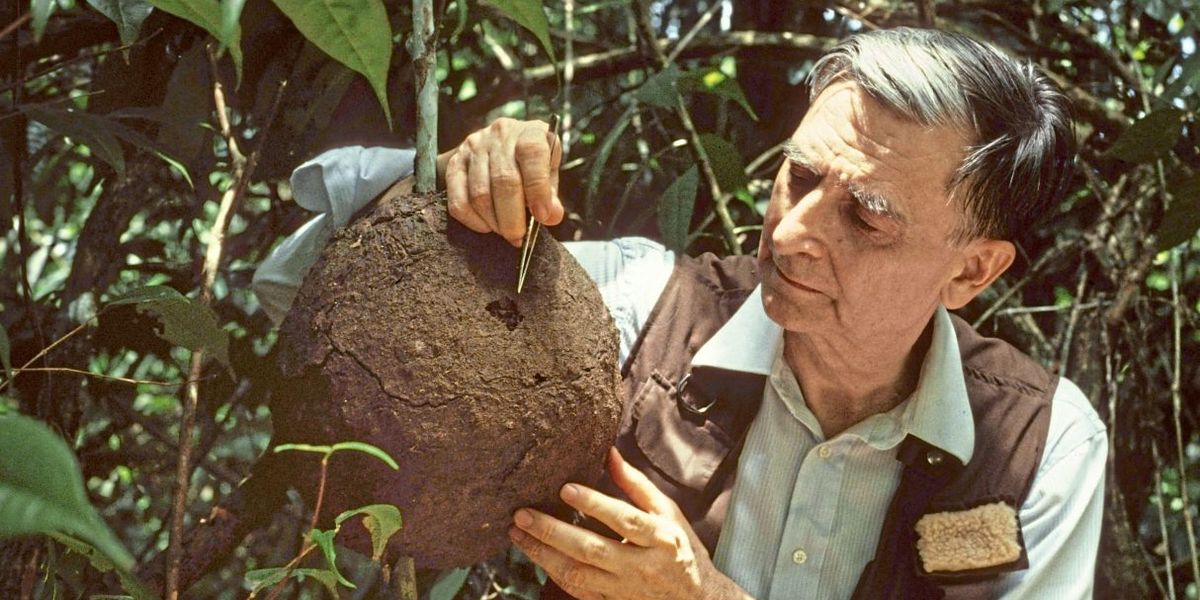 Pionier der Evolutionsbiologie Edward O. Wilson gestorben