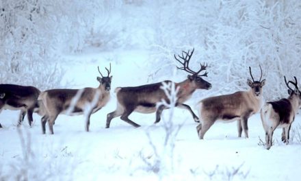 In Lappland ziehen Rentiere in den Süden – aufgrund des Klimawandels