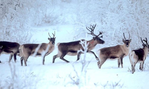 In Lappland ziehen Rentiere in den Süden – aufgrund des Klimawandels