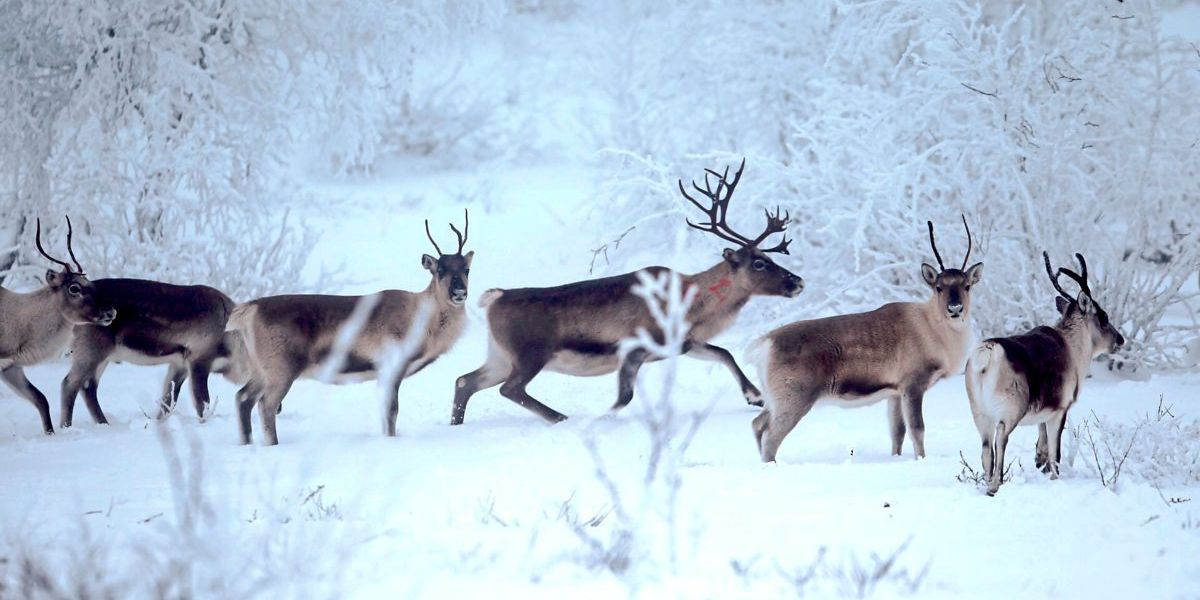 In Lappland ziehen Rentiere in den Süden – aufgrund des Klimawandels