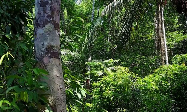 Moose und Flechten in Tropenwäldern beeinflussen das Wetter