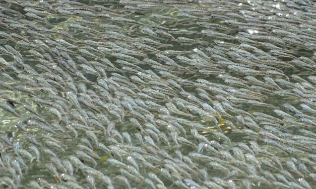 Warum mexikanische Fische die La-Ola-Welle machen