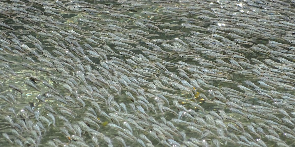 Warum mexikanische Fische die La-Ola-Welle machen