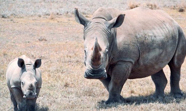 Zwei Nördliche Breitmaulnashörner sind die letzten ihrer Art