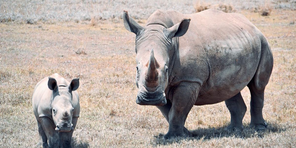 Zwei Nördliche Breitmaulnashörner sind die letzten ihrer Art