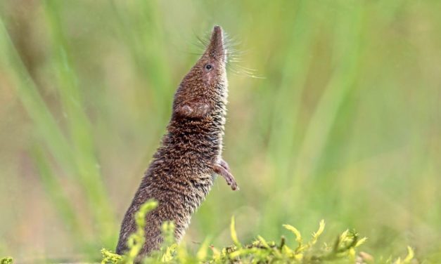 Forschende entdecken gleich 14 neue Spitzmausarten