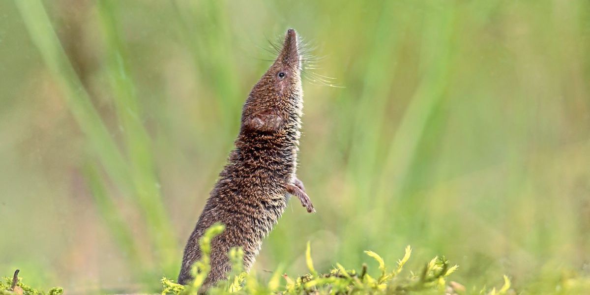 Forschende entdecken gleich 14 neue Spitzmausarten