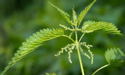 Brennnessel: Was die „Heilpflanze des Jahres 2022“ alles kann