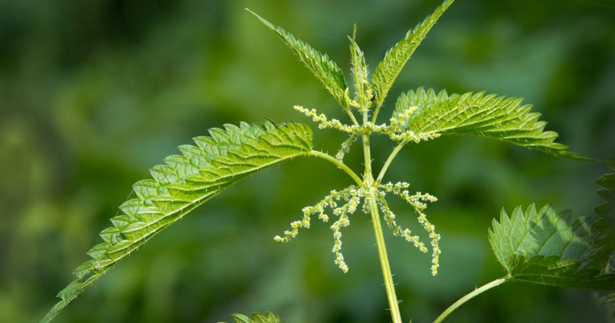 Brennnessel: Was die „Heilpflanze des Jahres 2022“ alles kann