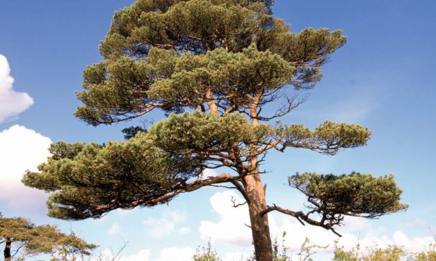 Rotföhre ist der Baum des Jahres 2022