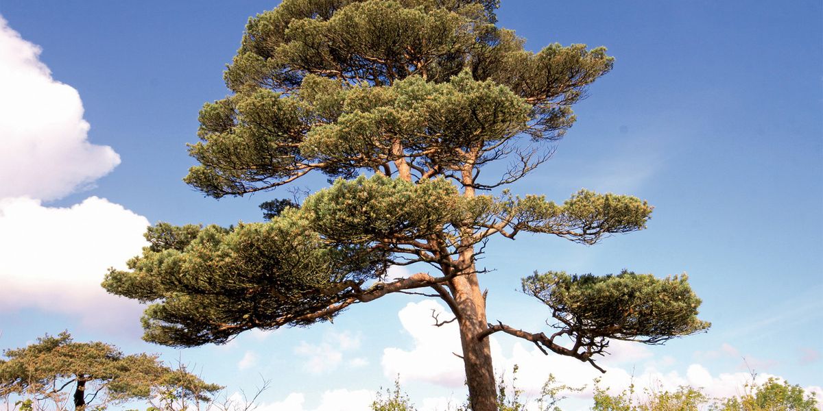 Rotföhre ist der Baum des Jahres 2022