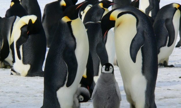 Linux-Kernel: Riesiger Umbau könnte „Abhängigkeitshölle“ eliminieren
