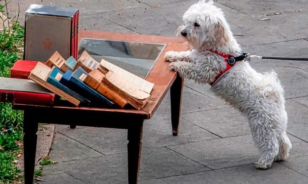 Hunde können menschliche Sprachen unterscheiden