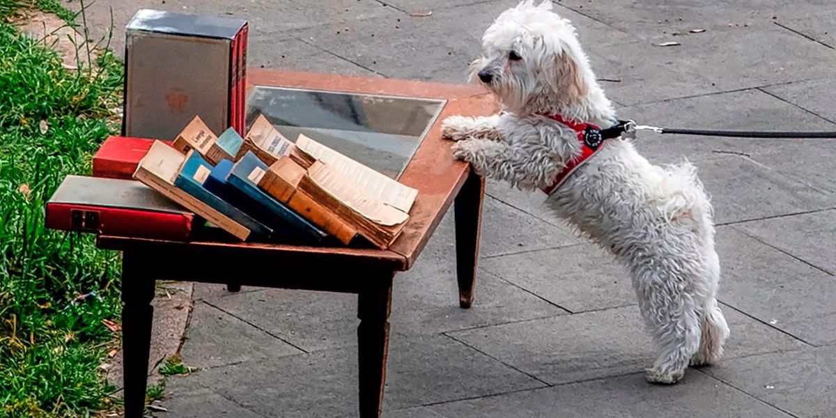 Hunde können menschliche Sprachen unterscheiden