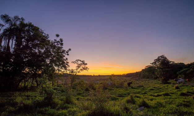 Tropische Agrarflächen könnten rasch wieder zu Wäldern werden