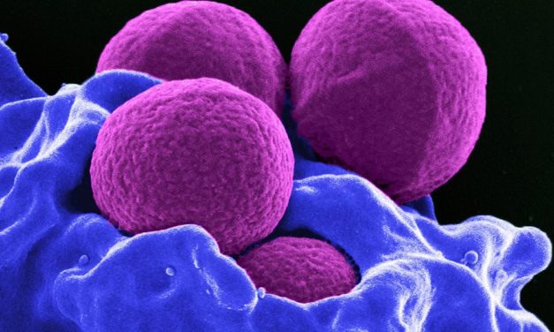 Igel „erfanden“ vor 200 Jahren ein „Superbakterium“