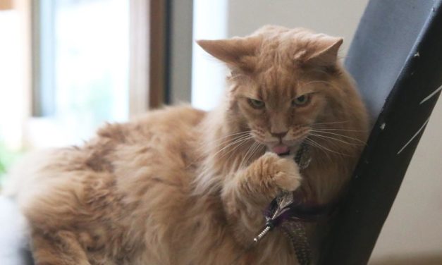 Fat Cat Day: Wie ATX-Manager in 63 Stunden ein Jahresgehalt verdienen