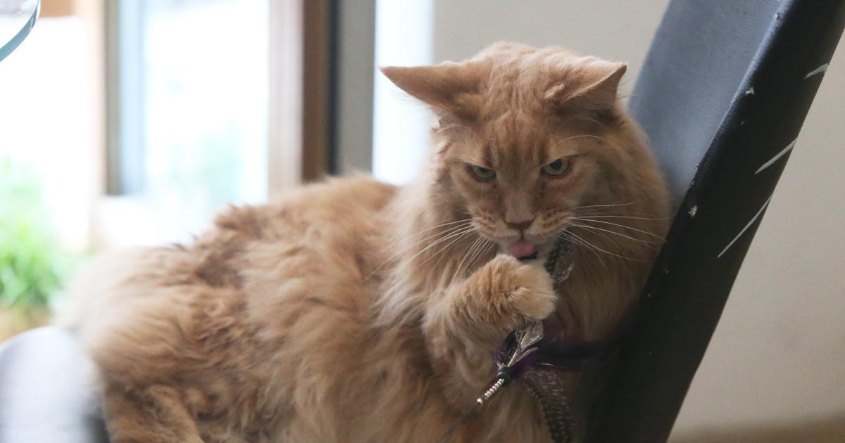 Fat Cat Day: Wie ATX-Manager in 63 Stunden ein Jahresgehalt verdienen