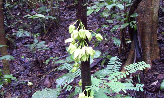 Kamerun: Einzigartiger Baum nach Leonardo DiCaprio benannt